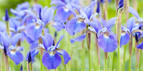 Beautiful Blue Irises Blooming In The Field Stock Image Image Of Lawn
