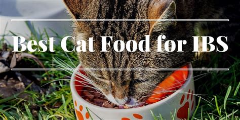 For example, you can buy the best cat food for constipation which is specially formulated for constipated cats. Best Cat Food for IBS (Irritable Bowel Syndrome) | Cats ...