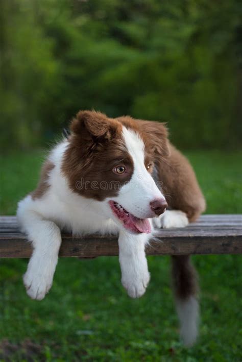 Adorable Border Collie Puppy Sitting On The Ground Four Months Old