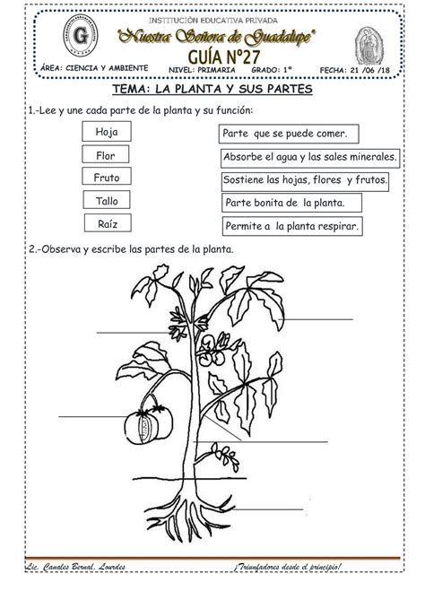 ≡ Issuu ᐈ La Planta Y Sus Partes27 Ebook Pdf