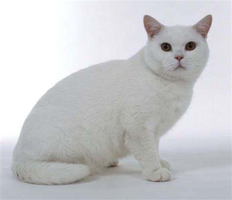 Kitty Cat Meow British White Shorthair Shorthaired Cats