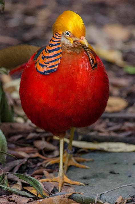 Portly Golden Pheasant Photograph By Greg Nyquist Fine Art America
