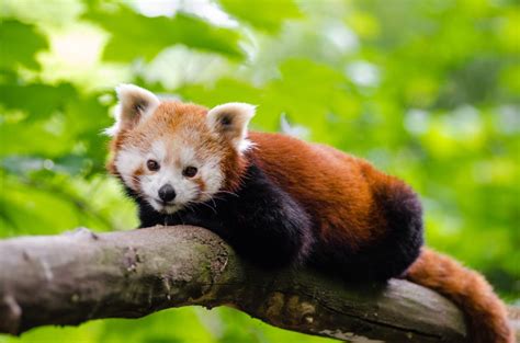 Celebrating Red Panda Day Zoology For Kids