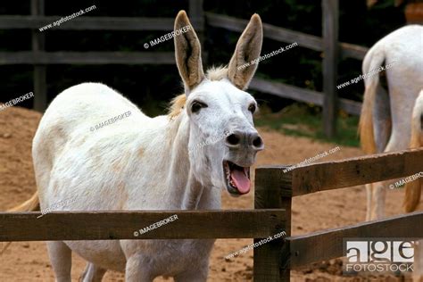 Egyptian White Donkey Screaming Shouting Stock Photo Picture And