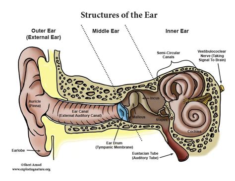 Hearing And The Structure Of The Ear Body Bones How To Pop Ears