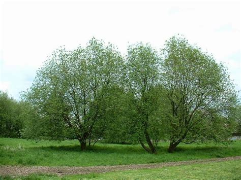 Todo Lo Que Debes Saber Sobre El Salix Caprea Y Sus Cuidados
