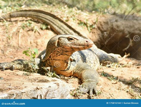This Is An Image Of Indian Monitor Lizard Or Comodo Or Dragon In India