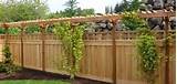 Vines To Grow On Wood Fence Pictures