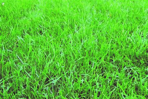 Other Seeds And Bulbs Creeping Red Fescue Grass Seed 2 Lb Shade Tolerant