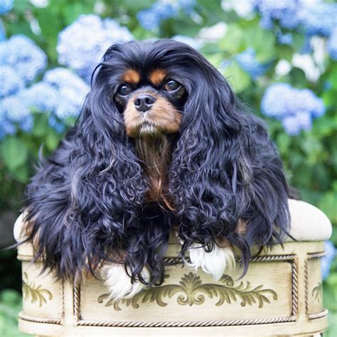 The body is pleasantly proportioned and the cavalier coat is silky and medium in length, common in colour variations of tricolour, black and tan. 321 best images about Black and Tan - Cavalier King ...