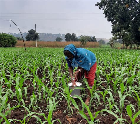 A Farmer Fertilizing Maize Plants Pixahive