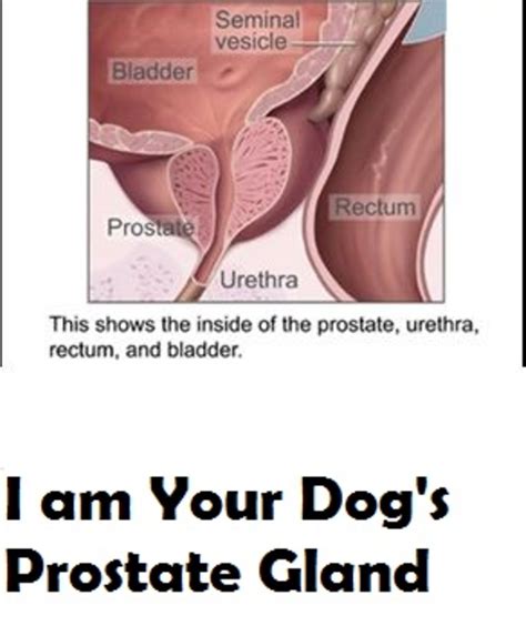 Surrounds the proximal prostatic urethra and ends at the verumontanum. I am Your Dog's Prostate Gland - Dog Discoveries
