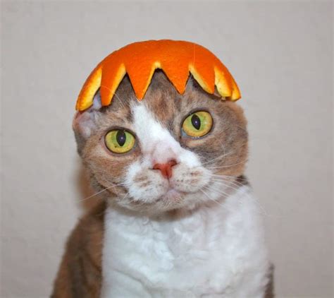 Orange Hat Cat Cute Cats In Hats