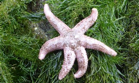 Pisaster Brevispinus Giant Spiny Sea Star Genomics Of Marine Organisms