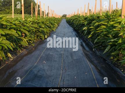 Black Pepper Plants On An Organic Pepper Farm In Cambodia Stock Photo Alamy