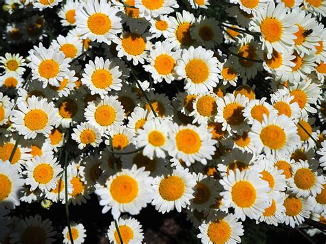 Chamomile Flowers White Bloom Summer Hd Wallpaper Peakpx
