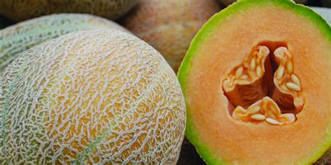How To Grow Melons Heirloom Seed Solutions