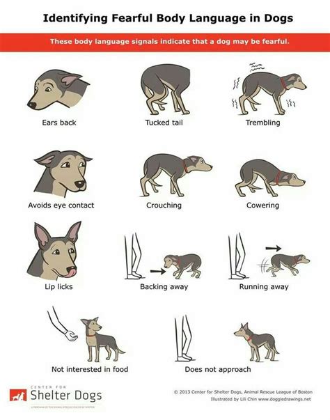 Pin By Terri Fults On Dog Dog Body Language Dog Language Dog Care