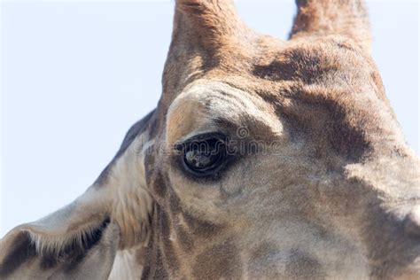 Eye Giraffe Stock Image Image Of Ruminant African Marking 89402319