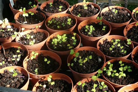 Surprising Tips For Growing Broccoli In Containers Sproutabl
