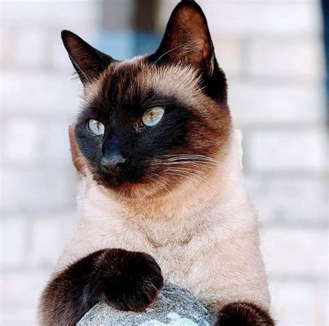 A Siamese Cat Sitting On Top Of A Rock With Its Paw Up To The Camera