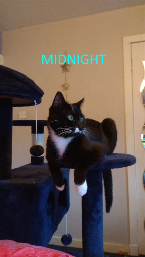 Midnight Whinnybank Cat Sanctuary