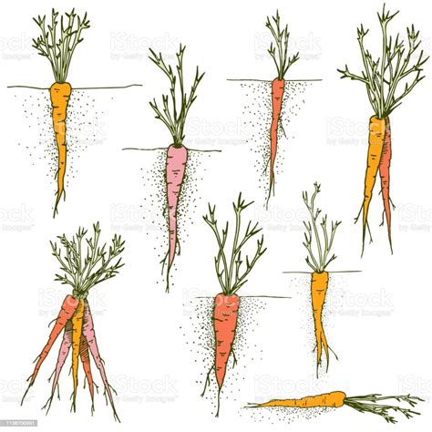 Vector Carrots Hand Drawn Clip Art Set Of Colorful Vegetables And Roots