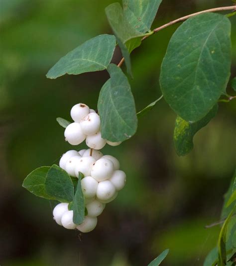 Snowberry Care Growing And Pruning For This Pearl Bearing Wonder