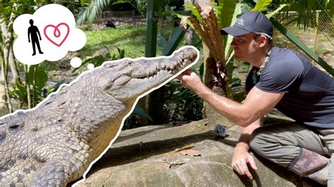 rescued crocodile remembers chris two years later youtube