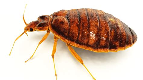 What Do Bed Bugs Look Like Bed Bug Basics