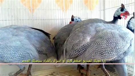 من بين الأنواع الشائعة في العائلة، الدجاج الأهلي ودجاج غينيا المعروف بالدجاج الحبشي وكذلك. - أنواع الطيور: تعرف على نوع من أنواع -الحجل- - YouTube