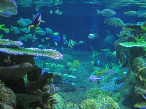 Hong Kong Is A World Class Marine Life Theme Park