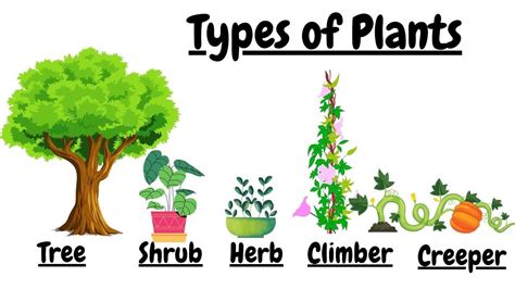Types Of Plants English Assignment Teachmint