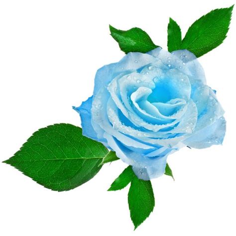 Beautiful Blue Rose Head With Water Drops Close Up Isolated On White