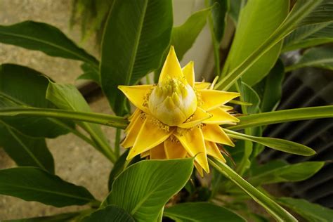 Ornamental Banana Growing And Care Guide Plantglossary