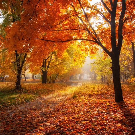 Alternative Uses For Autumn Leaves Elite Tree Care
