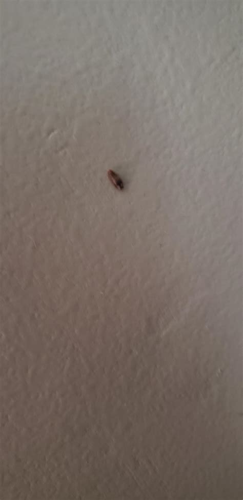 Every Once And A While I See This Bug Crawling Up My Wall R