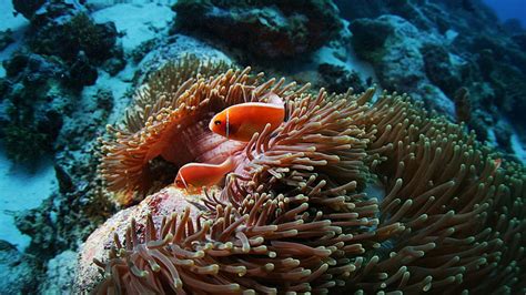 Hd Wallpaper Two Clown Fishes Sea Anemones Clownfish Underwater