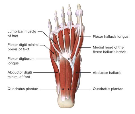 Muscles Of The Foot Dorsal Plantar Teachmeanatomy Chegos Pl