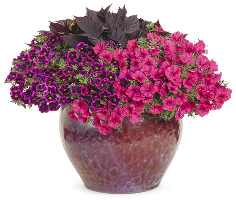 Supertunia Vista Fuchsia Petunia Hybrid Proven Winners