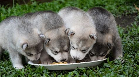 When searching for puppy food, the plethora of products available can be a bit overwhelming. Best Dog Foods For Siberian Huskies: Puppies, Adults & Seniors