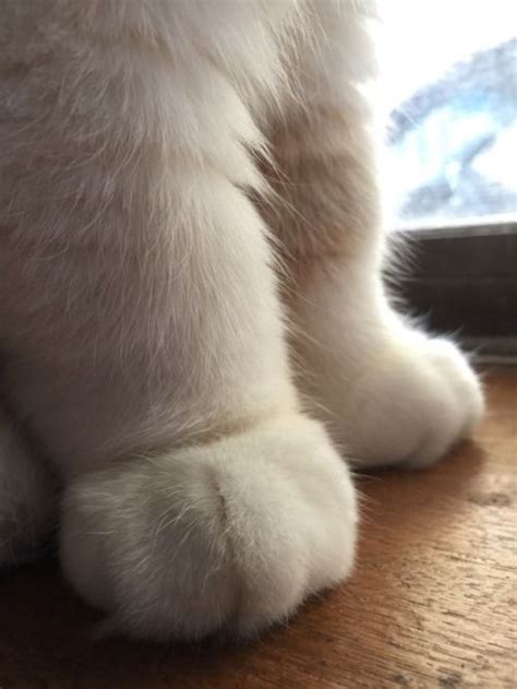 Why Are Cats Paws So Cute Raww
