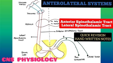 Anterolateral System Ascending Pathways 3 Spinothalamic Tracts