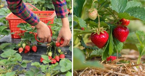 Strawberry Picking Guide Strawberry Plants