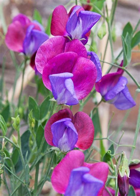 How To Grow Sweet Peas Sowing And Growing Instructions Sweet Pea