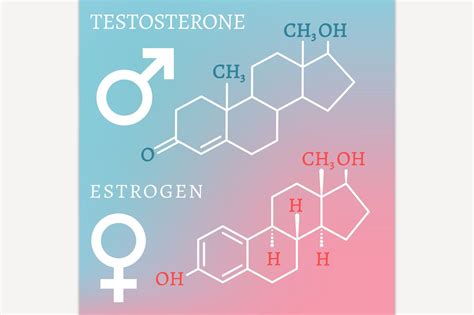 Testosterone And Estrogen Custom Designed Illustrations ~ Creative Market