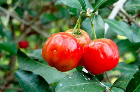 Acerola Cherry Facts Health Benefits And Nutritional Value