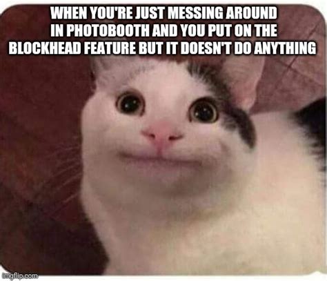 Polite Cat Meme Eyes On Ears