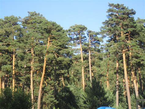 Pinares define lo que es un lugar idílico para vivir y disfrutar, con golf, bosques, lagunas, zona pinares está ubicado a menos de una hora del centro de buenos aires y a menos de 15 minutos del. Aquella Generación de 1956: PINARES DE VALSAÍN