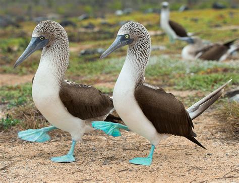 Blue Footed Booby Pride Due To Marvelous Feet